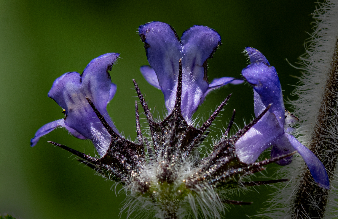 Ajuga reptans  Geotagged,India,Wildflowers,flower