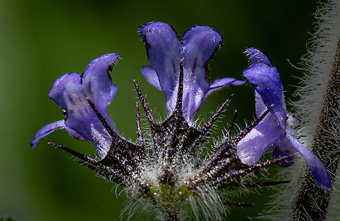 Ajuga reptans  Geotagged,India,Wildflowers,flower