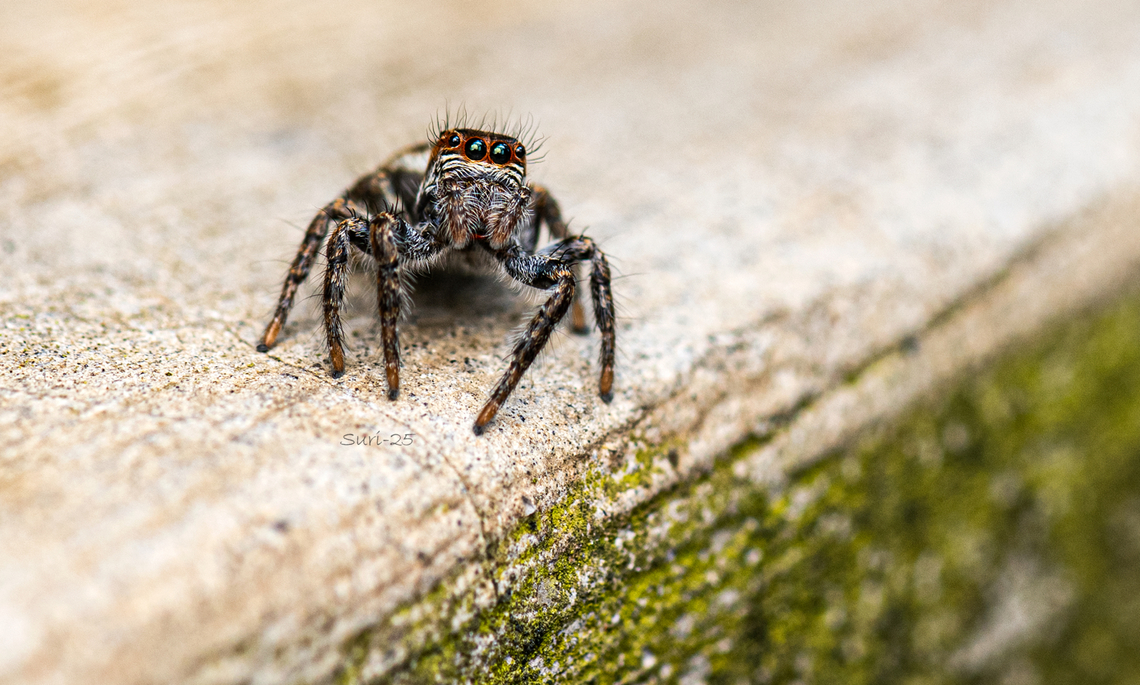 Jumping spider  Geotagged,India,Jumping Spider "Hyllus walckenaeri"