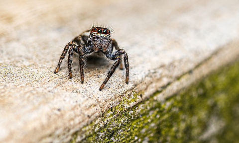 Jumping spider  Geotagged,India,Jumping Spider "Hyllus walckenaeri"