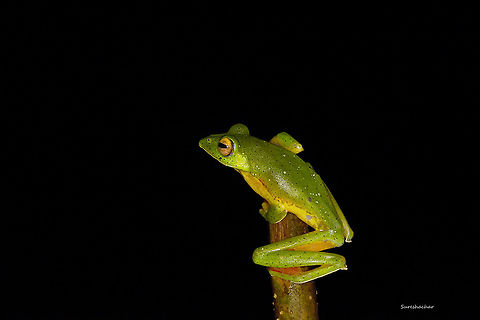 Malabar flying frog — in Agumbe, India  Geotagged,India,Malabar gliding frog,Rhacophorus malabaricus,Summer