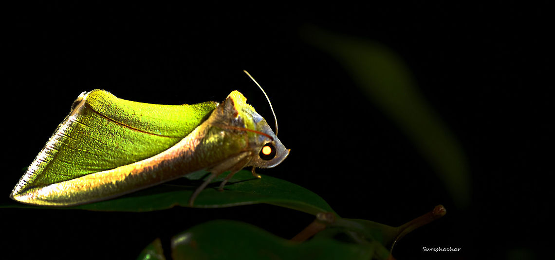 DSC_0385  Eudocima salaminia,Geotagged,India,Summer