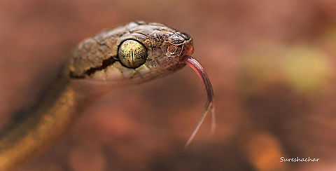 Cat snake  Beddome's cat snake,Boiga beddomei