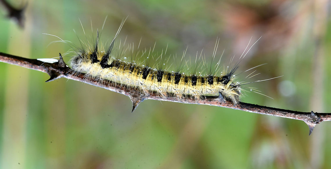 caterpillar