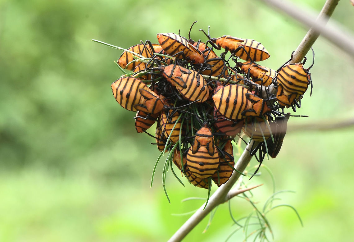 Nymphs