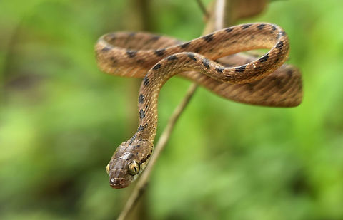 Cat snake  Beddome's cat snake,Boiga beddomei