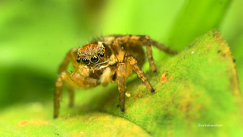 DSC_1035  Salticidae