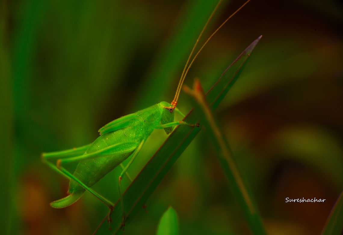 DSC_0980  Tettigoniidae