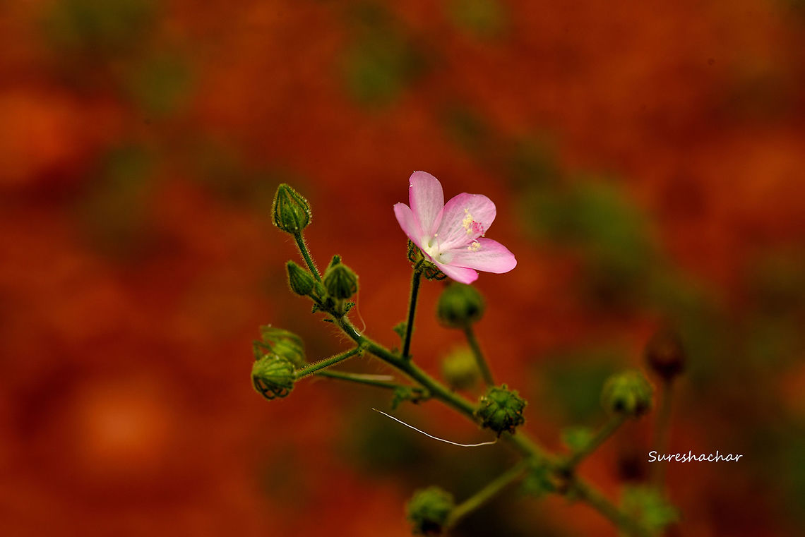 DSC_1182  Ceylon swamp mallow,Pavonia zeylanica