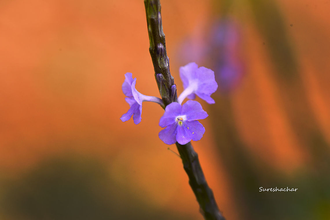 Stachytarpheta  Flowers,flower,garden-flower