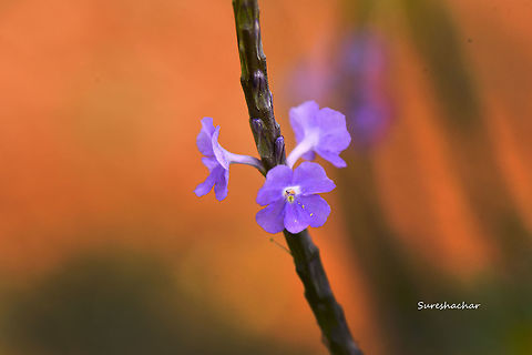 Stachytarpheta  Flowers,flower,garden-flower