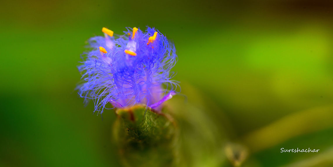 Tradescantia sp.  Tradescantia sp.