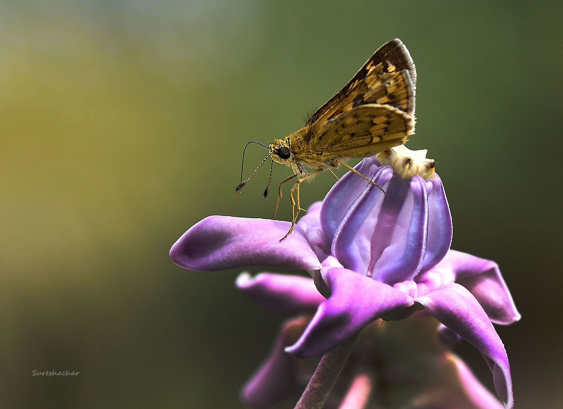 Skipper butterfly  Hesperiidae