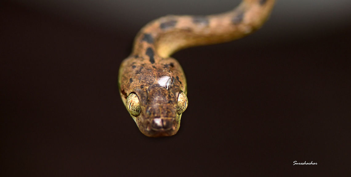 DSC_8645_copy  Beddome's cat snake,Boiga beddomei
