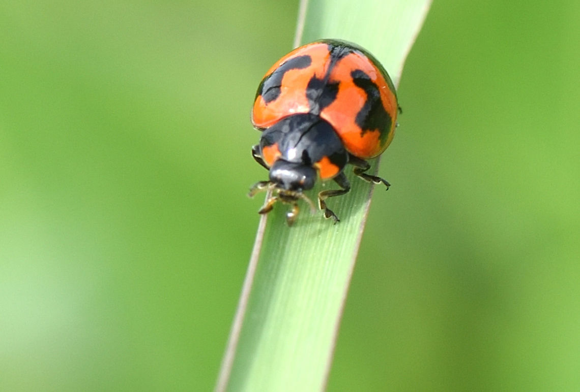 Transverse ladybird  Coccinella transversalis,Transverse ladybird