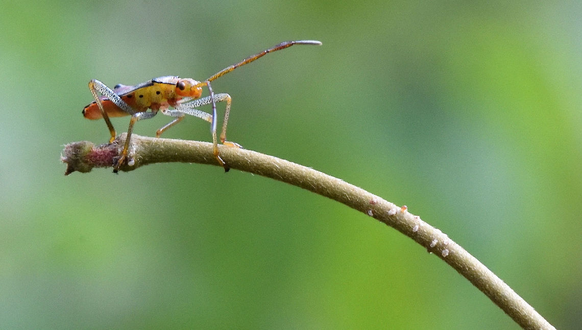 DSC_0696