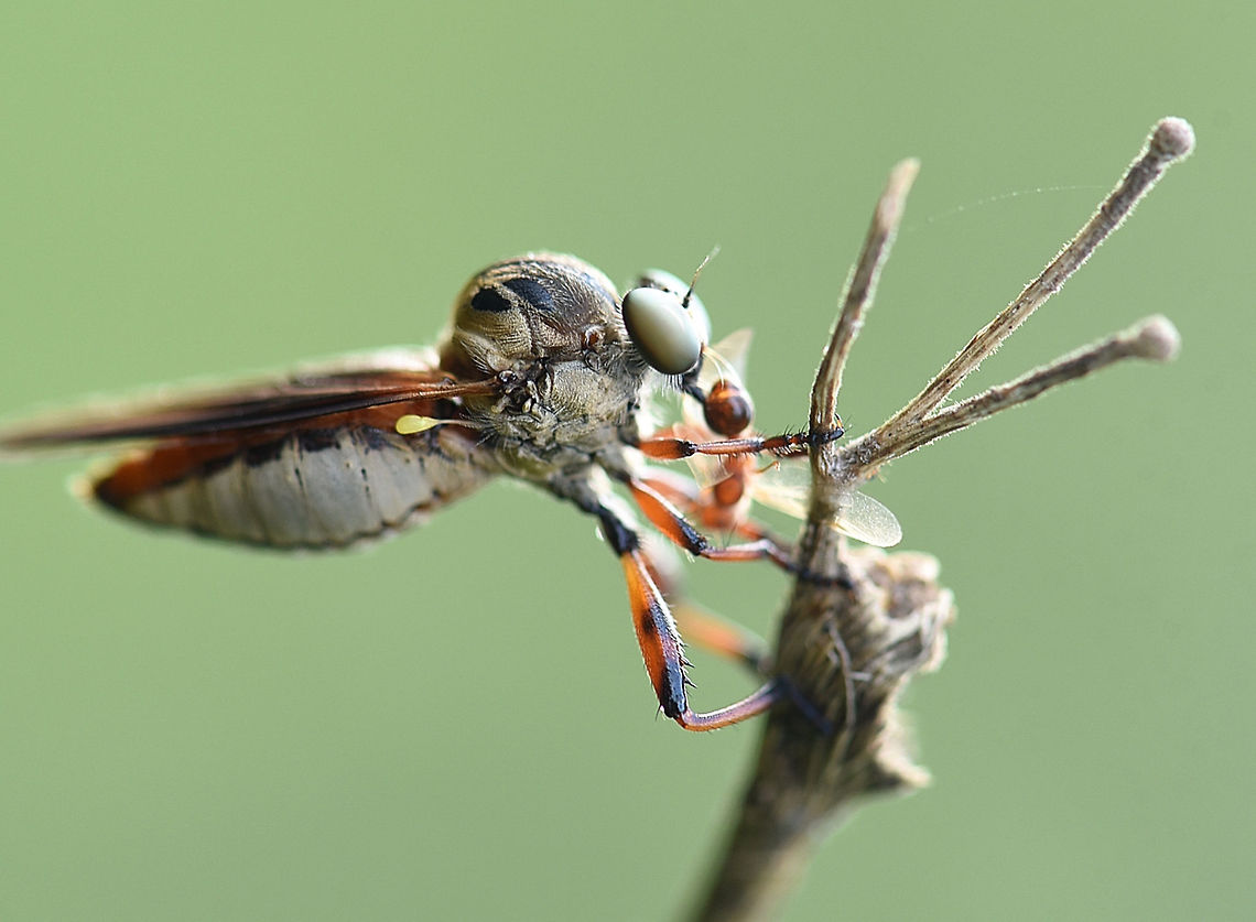 Roberfly