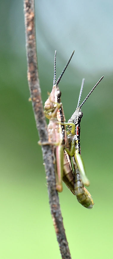 Short horned gaudy grasshoppers