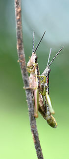 Short horned gaudy grasshoppers