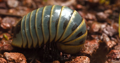 Giant Pill Millipede