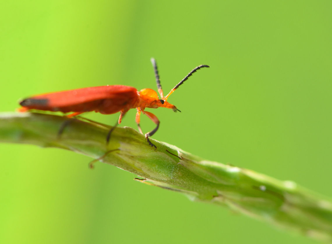 Coleoptera: Lycidae  Geotagged,India,Summer