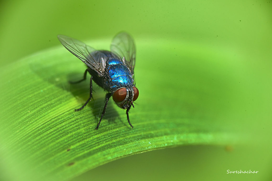fly