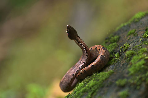 Humped_nose_Pit_Viper  Hump-nosed viper,Hypnale hypnale