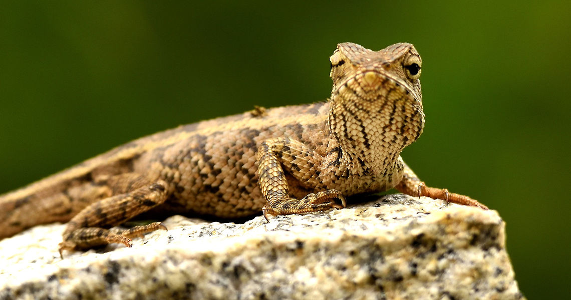 Lisard  Calotes versicolor,Oriental Garden Lizard