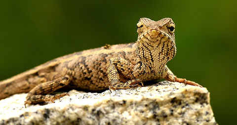 Lisard  Calotes versicolor,Oriental Garden Lizard