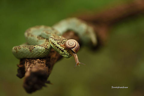 malbar pitviper  Malabar pit viper,Trimeresurus malabaricus