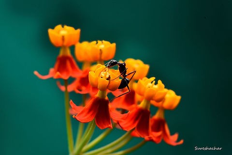 black ant  Asclepias curassavica