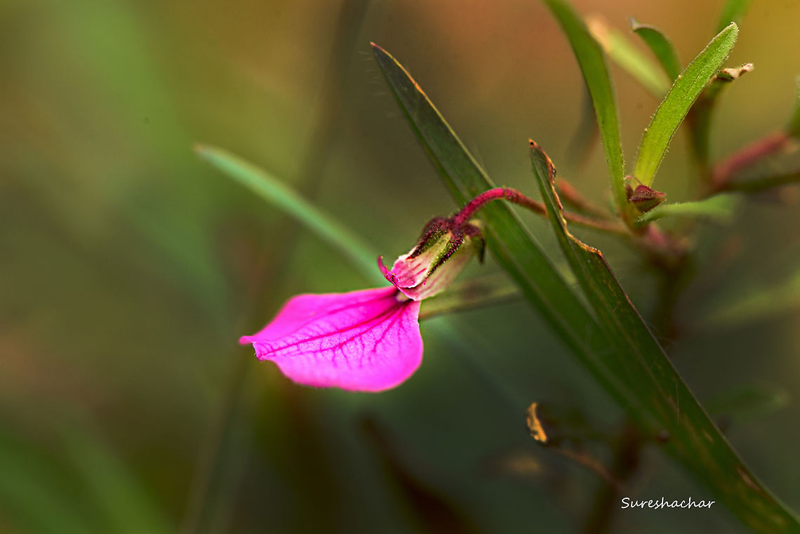 id pls  Hybanthus enneaspermus,flower