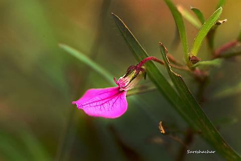 id pls  Hybanthus enneaspermus,flower
