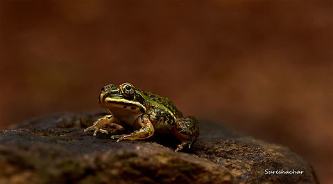 Frog  id pls  Asian bullfrog,Hoplobatrachus tigerinus