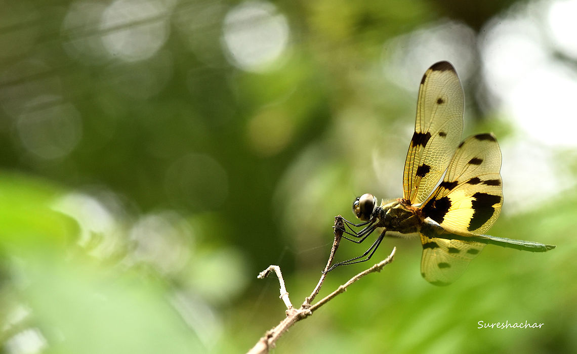 Dragonfly  Common picture wing,Rhyothemis variegata