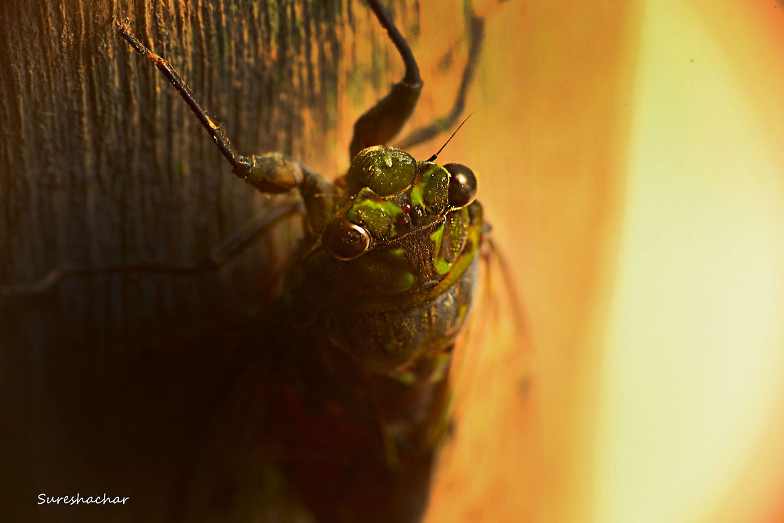 Cicada