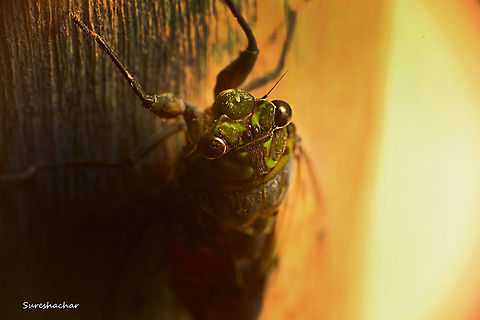 Cicada