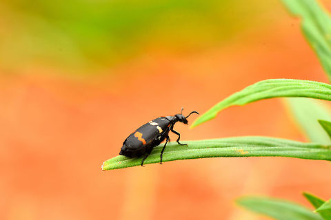 Some Meloidae somewhere  Coleoptera,Geotagged,Meloidae,Summer