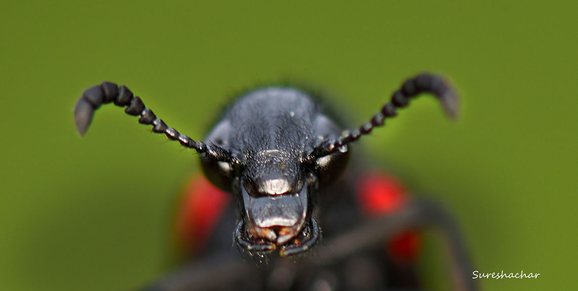 Mylabris pustulata  Coleoptera,Meloidae,Mylabris pustulata