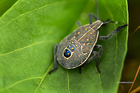 Erthesina acuminata - last instar nymph Found in valley school,bangalore Erthesina,Erthesina acuminata,Geotagged,Halyini,Heteroptera,India,Pentatomidae,Pentatominae,Summer