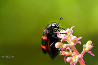 Meloidae from somewhere  Coleoptera,Meloidae,Mylabris pustulata,beetle