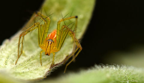 spider  Oxyopes macilentus