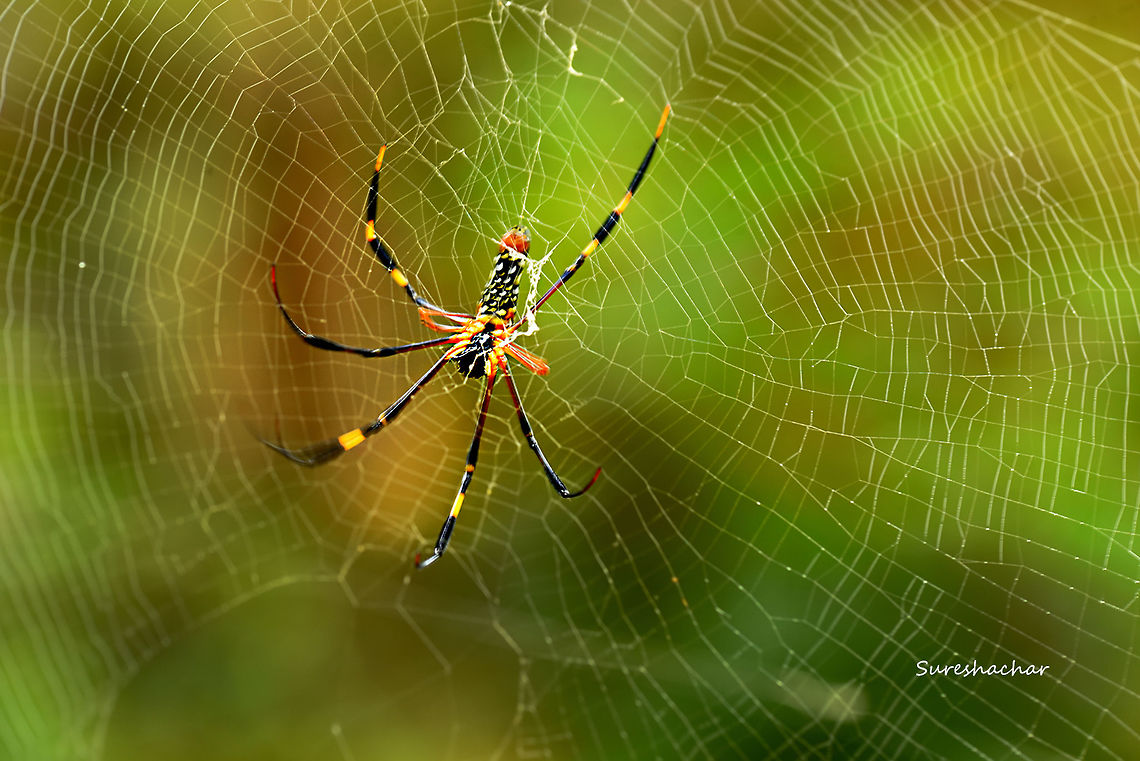 spider Nephila sp. Nephila,Nephila pilipes,Northern Golden Orb Weaver