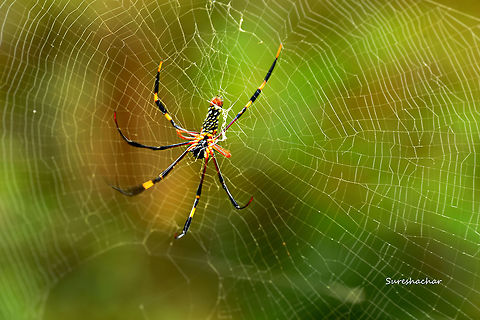 spider Nephila sp. Nephila,Nephila pilipes,Northern Golden Orb Weaver