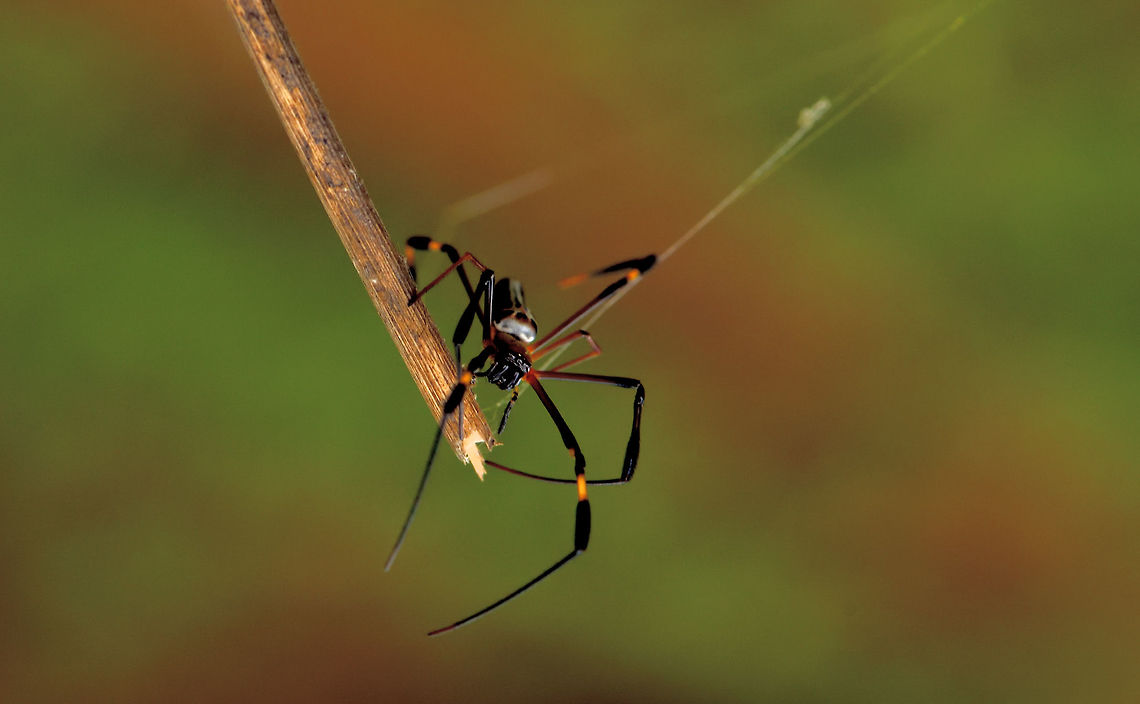 Giant Wood Spider  Nephila pilipes,Northern Golden Orb Weaver