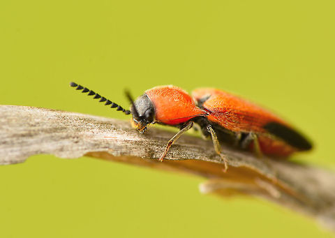 Click beetle  Elateridae