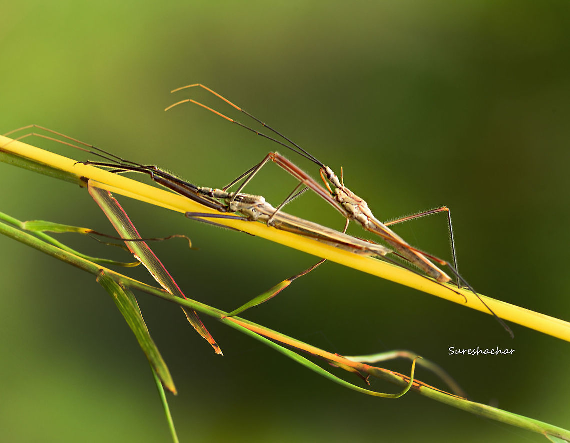 Filiform antennae  Harpactorinae,Hemiptera,Reduviidae,arthropoda,assassin bug,bugs,heteroptera