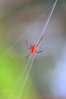 Nephila pilipes Red spider found mandalpatti near madakari.karnataka,india Fall,Geotagged,Macro,Nephila pilipes,Northern Golden Orb Weaver,Spider