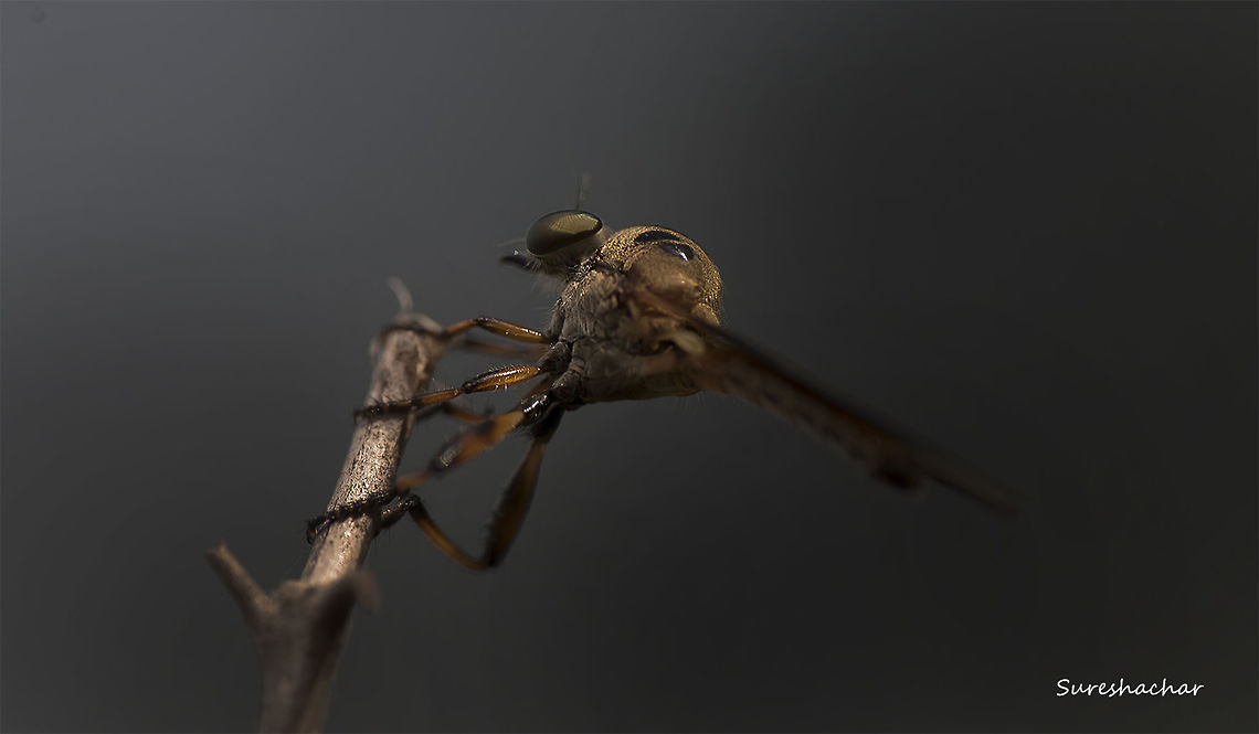 Roberfly  Macro,robber Fly