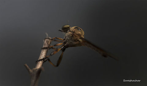 Roberfly  Macro,robber Fly